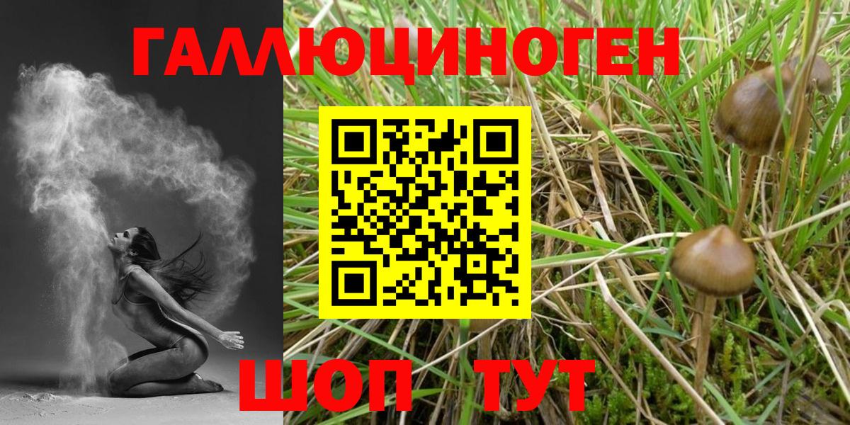 Галлюциногенные грибы Psilocybe Можга
